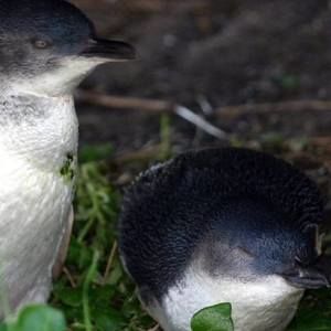 Meet your Posher, Sheila